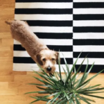 HOW TO FIND PRETTY HOUSEPLANTS THAT ARE SAFE FOR PETS