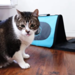 NEED TO TRAVEL WITH YOUR CAT? EXTRA LARGE CAT CARRIER REVIEW